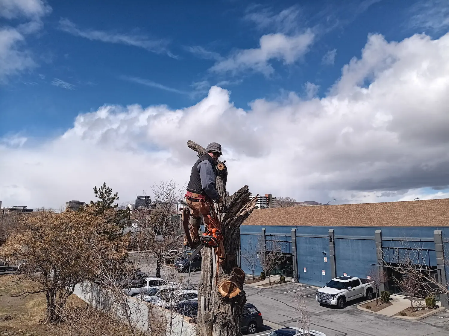 Tree Master Reno