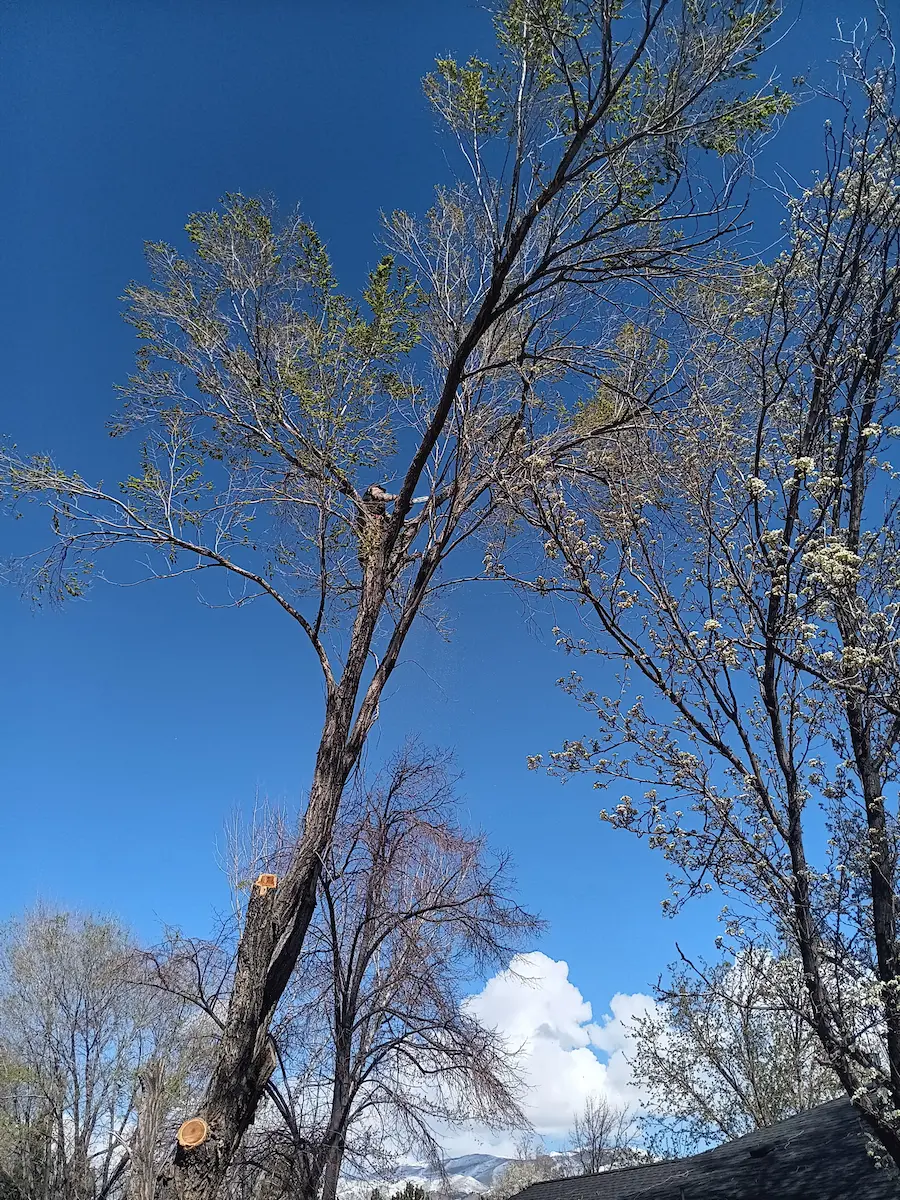 Tree Master Reno