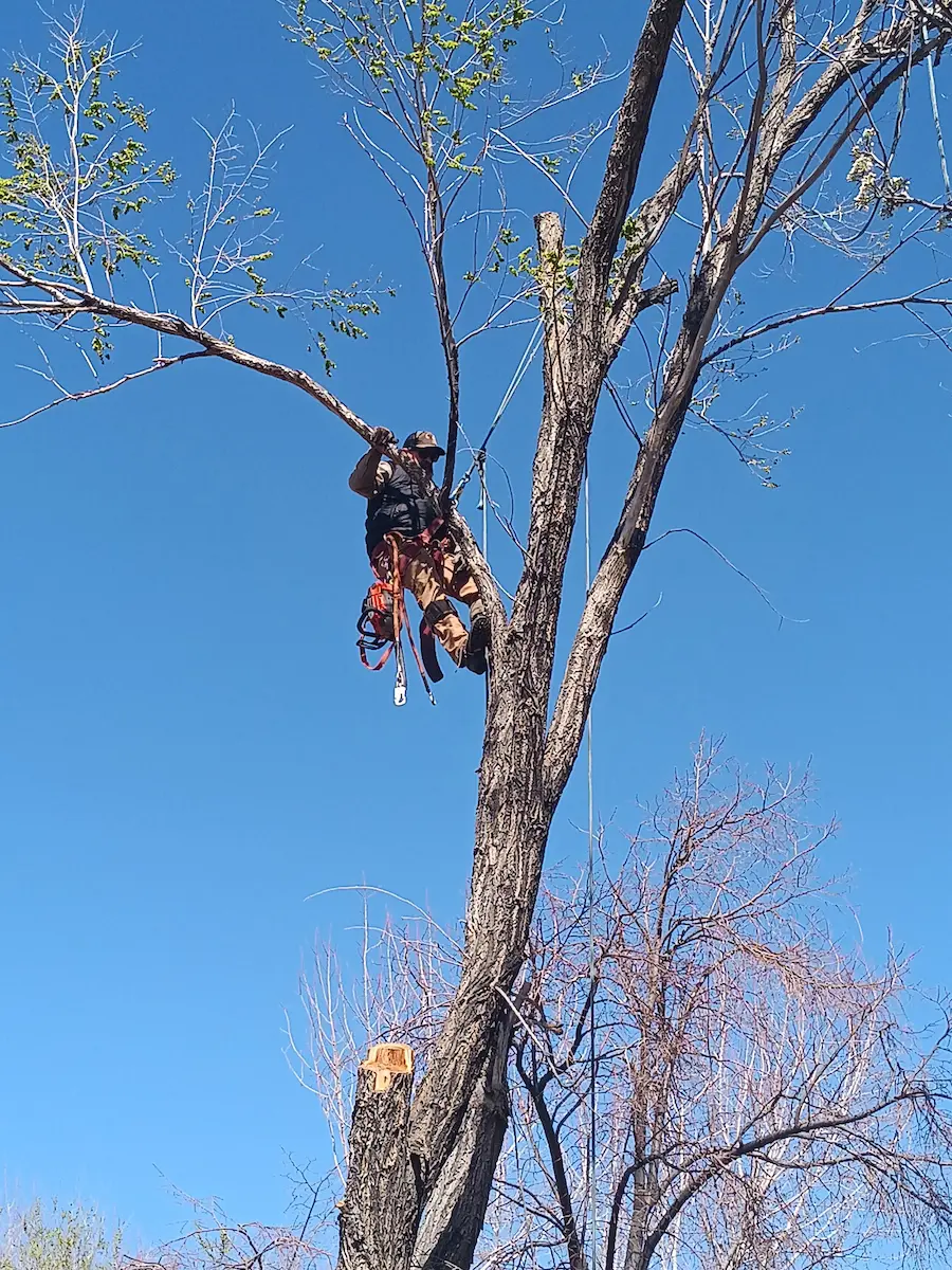 Tree Master Reno