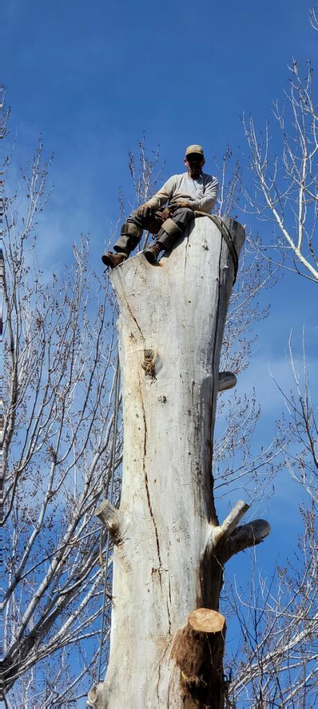 Tree Master Reno